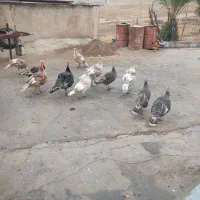 فروش ۱۰ عدد بوقلمون محلی