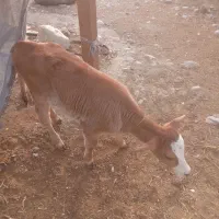 فروش گاو باگوساله ماده سمینتال