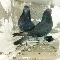 دوجفت کبوتر نرو ماده