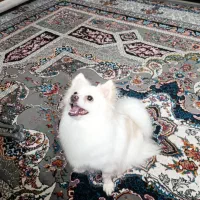 پامر روباهی|سگ|فولادشهر, مسکن مهر فولادشهر|دیوار