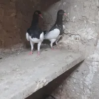جوجه کفتر یهودی|پرنده|اسلام‌شهر, |دیوار
