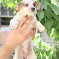 تول ۴ ماهه|سگ|ملایر, |دیوار