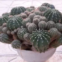 کاکتوس