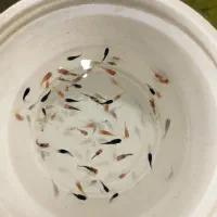 گوپی آکواریوم سیچیلاید آروانا  پلنت کوی بچه مولی|ماهی|رباطکریم, رباطکریم|دیوار