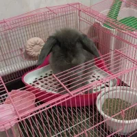 خرگوش لوپ|موش و خرگوش|تهران, دریا|دیوار