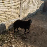 یک راس بره نر قزل افشاری برای نسل کشی|حیوانات مزرعه|شراء, |دیوار