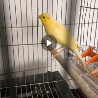 قناری نر و ماده