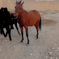 سلام یک اسب مادیون موجوده