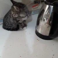 واگذاری خیلی فوری بچه گربه باشناسنامه