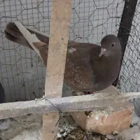 کفتر پرشی|پرنده|قرچک, شهرک صنعتی قرچک|دیوار