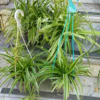 گندمیهای پروزیبا