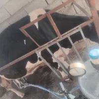 گاو هلشتاین شکم سوم با گوساله ماده سیمینتال