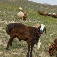 قوچ چینی اصیل