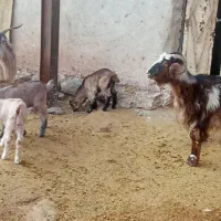 دو عدد بز و چهار عدد بزغاله|حیوانات مزرعه|نورآباد, |دیوار