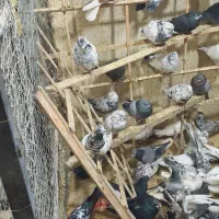 کفتر تهرانی