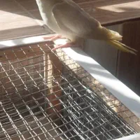 جوجه عروس هلندی دون خوردوماه