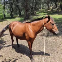 مادیان شکم پر
