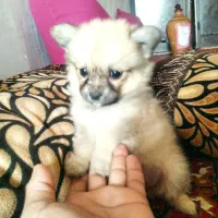 توله|سگ|بندرعباس, |دیوار