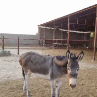 خر ماده|حیوانات مزرعه|جهرم, |دیوار