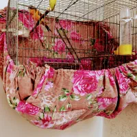 قناری پرتقالی ابلغ قواره داررنگ طبیعی|پرنده|صباشهر, |دیوار