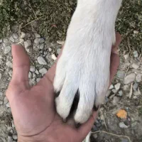 توله سگ ماده دورگه سرابی-پژدر|سگ|پیرانشهر, |دیوار