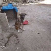 توله سگ سرابی|سگ|نظر کهریزی, |دیوار