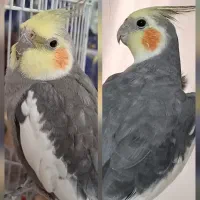 عروس هلندی سینامون نر گمشده