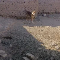 سگ خوب|سگ|بیرجند, |دیوار