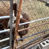 بره شیشک نر