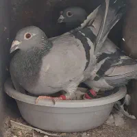 کفتر جفتگاه پرشی