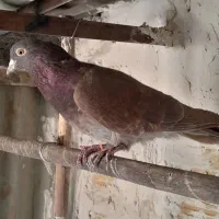 کفتر انگلیسی اصل اصل