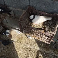 کفتر طوقی|پرنده|بندرعباس, |دیوار