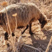 میش داشتی|حیوانات مزرعه|شیراز, احمدآباد|دیوار