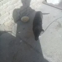 فروش پاکوتای نر روباهی