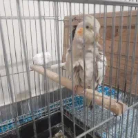 پرنده عروس هلندی