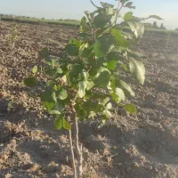 باغ پسته در ایلخچی|فروش زمین و ملک کلنگی|ایلخچی, |دیوار
