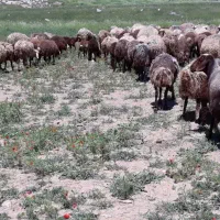 میش وبره مهربان