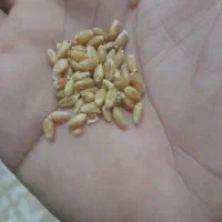 فروش گندم مهرگان و برات