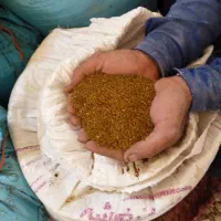 تخم شبدرهفت چن