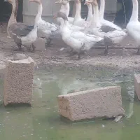 ۱۰ عدد غاز نرو ماده