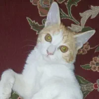 واگذاری گربه|گربه|زابل, |دیوار