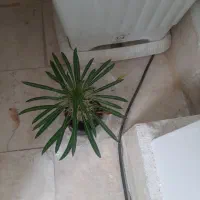 همه گل ها سرحال وشاد هستند|گل و گیاه طبیعی|آبیک, |دیوار