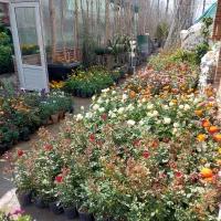 گلخونه فروشنده