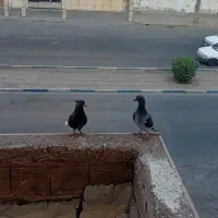 اشعل و پلاکی|پرنده|اهواز, فاز ۱ پادادشهر|دیوار