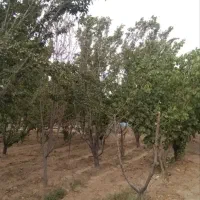 فروش-باغ-450-متری-در-گلدشت-قلعه-سفید