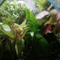 پالاداریوم طبیعی|ماهی|رشت, کوی مهر|دیوار