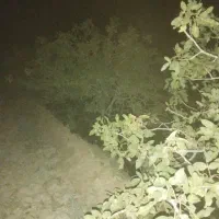 زمین پسته زار کوثر چاه افضل