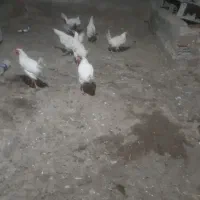 مرع سفید تخم گزار پنج عدد|حیوانات مزرعه|اردبیل, |دیوار