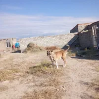 واگذاری عراقی سه