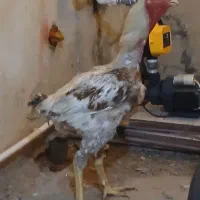 خروس لاری
